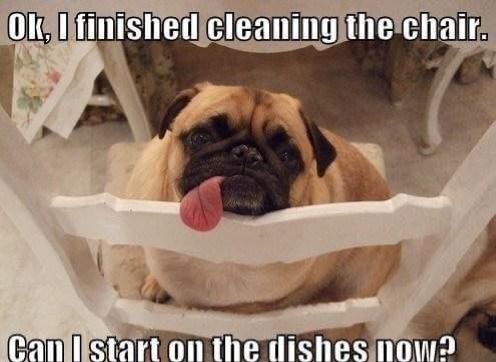 dog finished cleaning chair.jpg